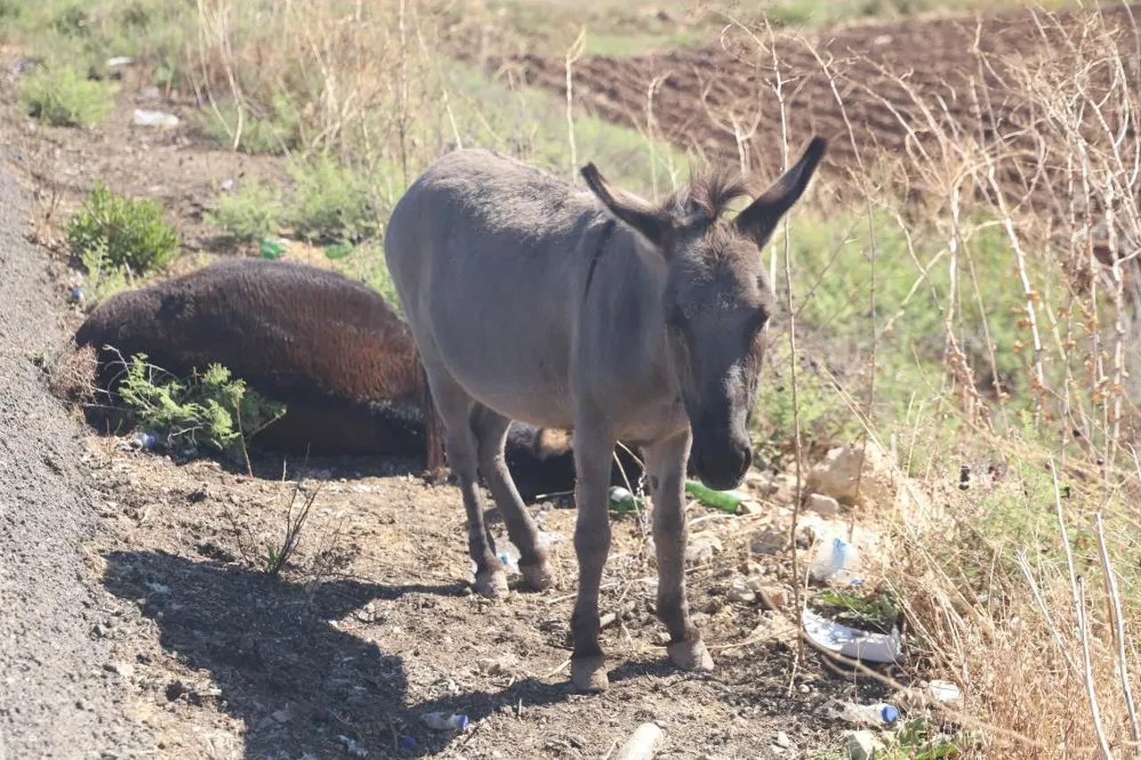 Telef olan eşeğin sıpası, ölü annesinin başında bakın ne yaptı!