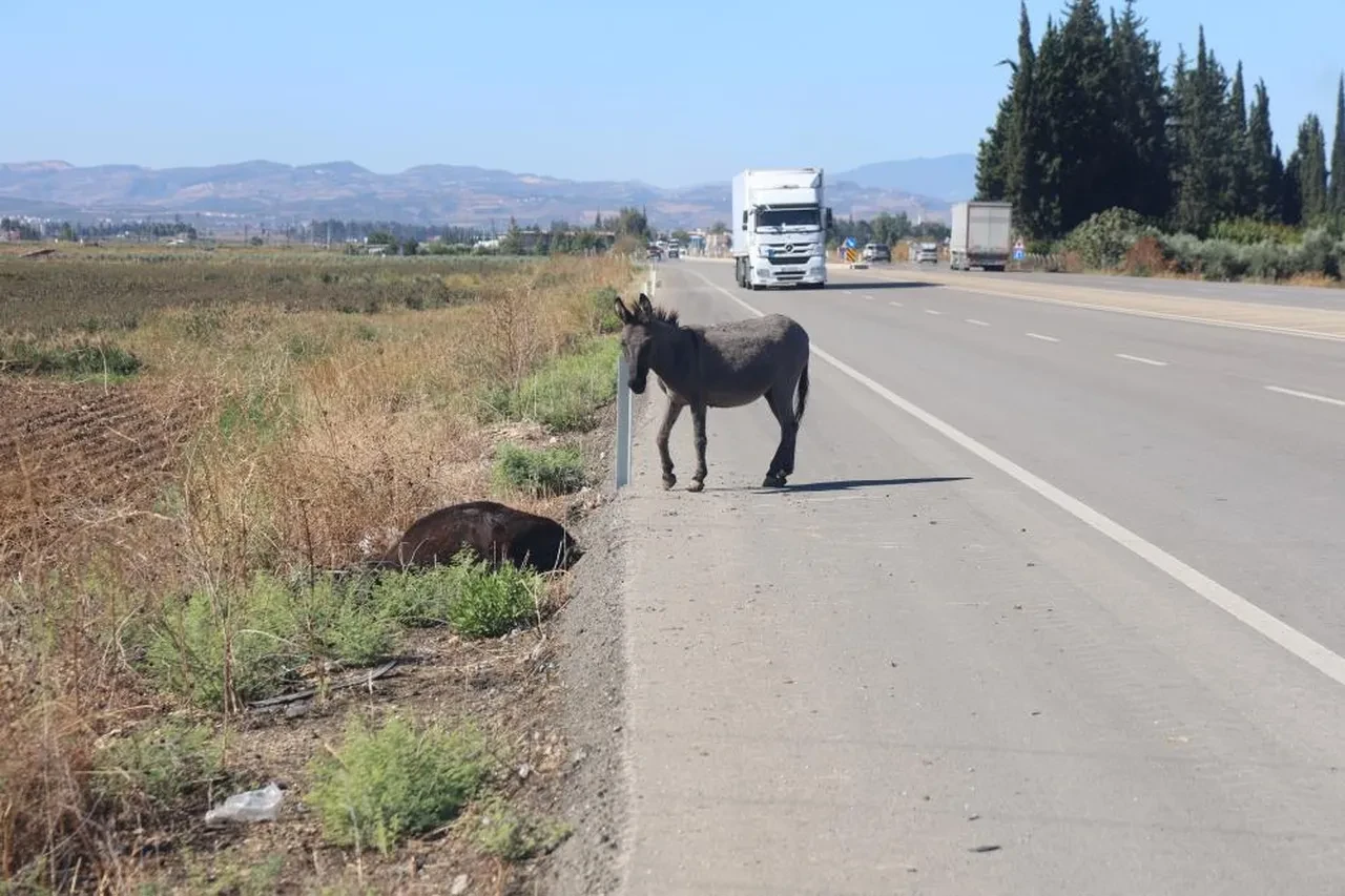 Telef olan eşeğin sıpası, ölü annesinin başında bakın ne yaptı!
