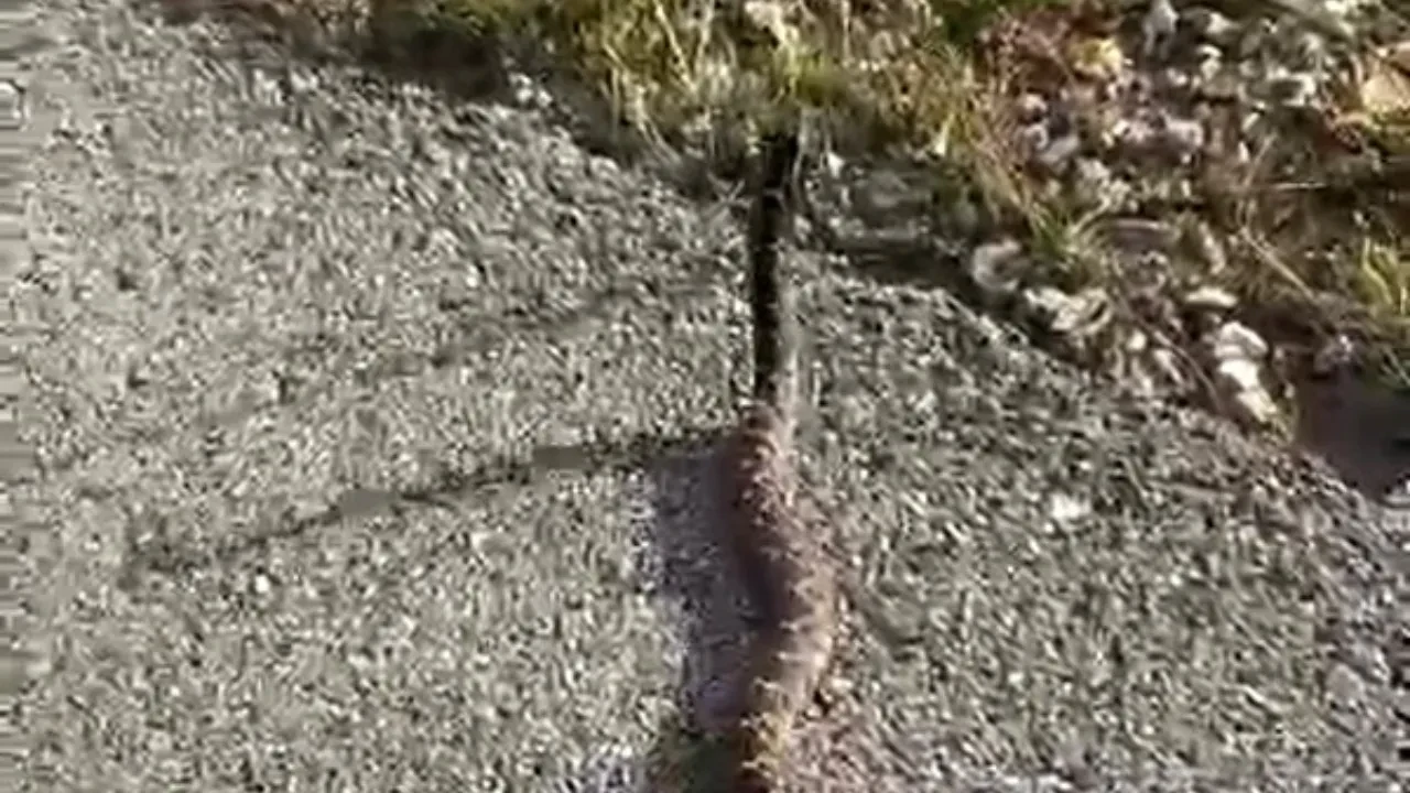Yolda gördüğü zehirli yılanı elleriyle yakaladı! Bir ısırığı öldürüyor