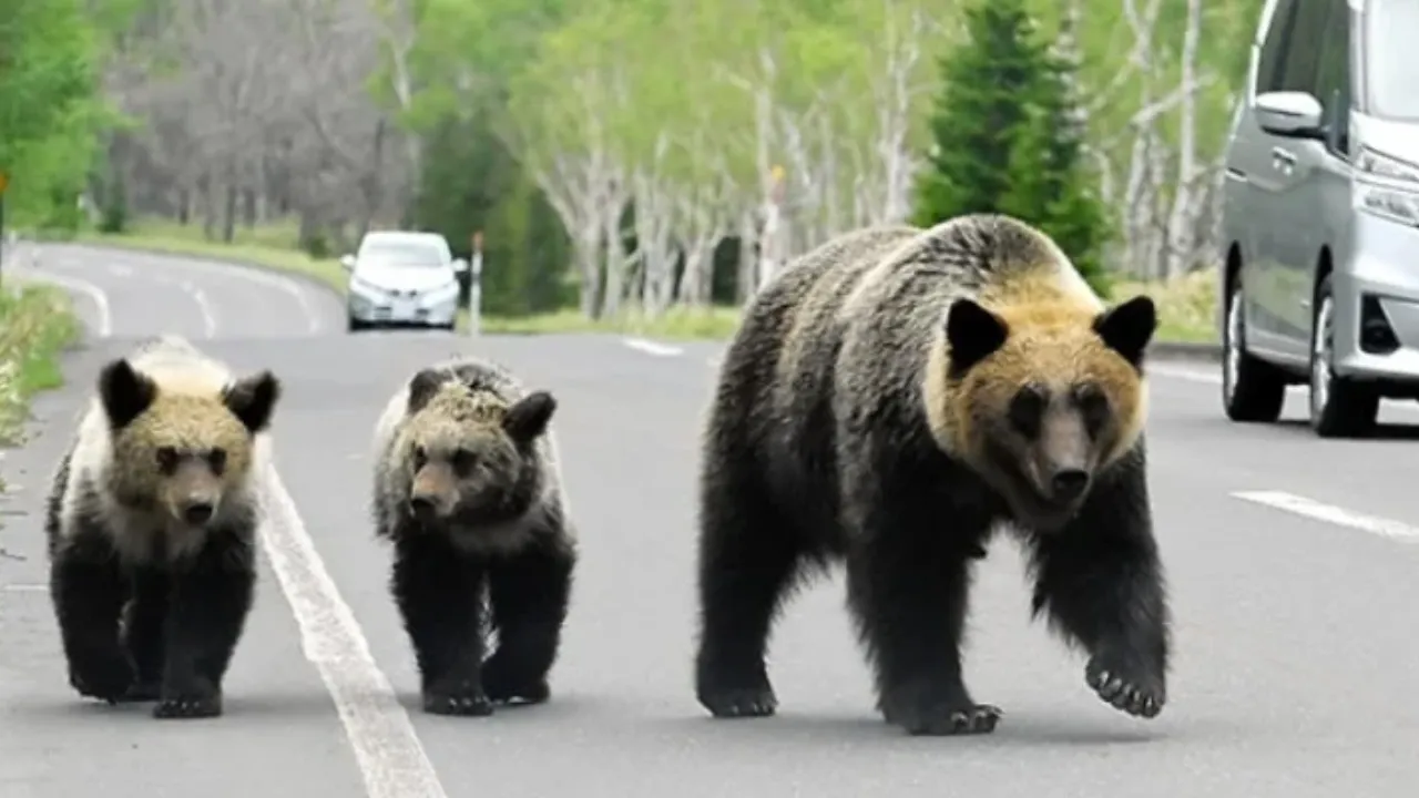 Ayı saldırılarına karşı keskin nişancılar göreve çağrıldı! Polise 'ateş et' yetkisi