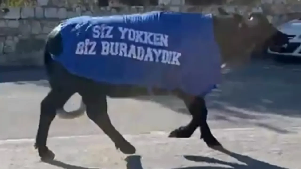 CİMER'e şikayet edilen mandalar sokağa çıktı! Dikkat çeken protesto: 
