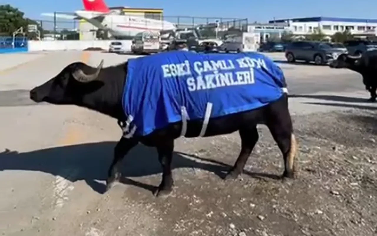 CİMER'e şikayet edilen mandalar sokağa çıktı! Dikkat çeken protesto: "Siz yokken biz buradaydık"