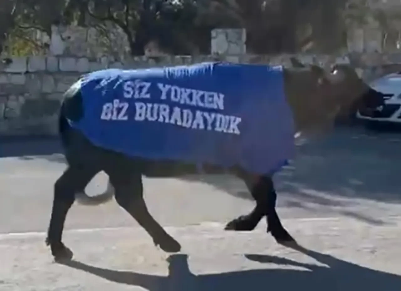 CİMER'e şikayet edilen mandalar sokağa çıktı! Dikkat çeken protesto: "Siz yokken biz buradaydık"
