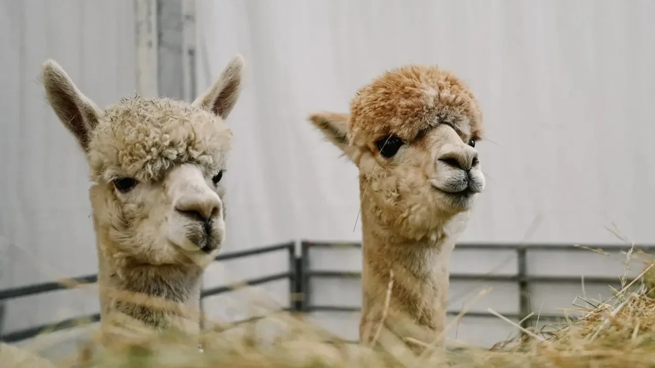 Deve kanından dermansız hastalığa şifa çıktı! Tıp dünyasında büyük heyecan