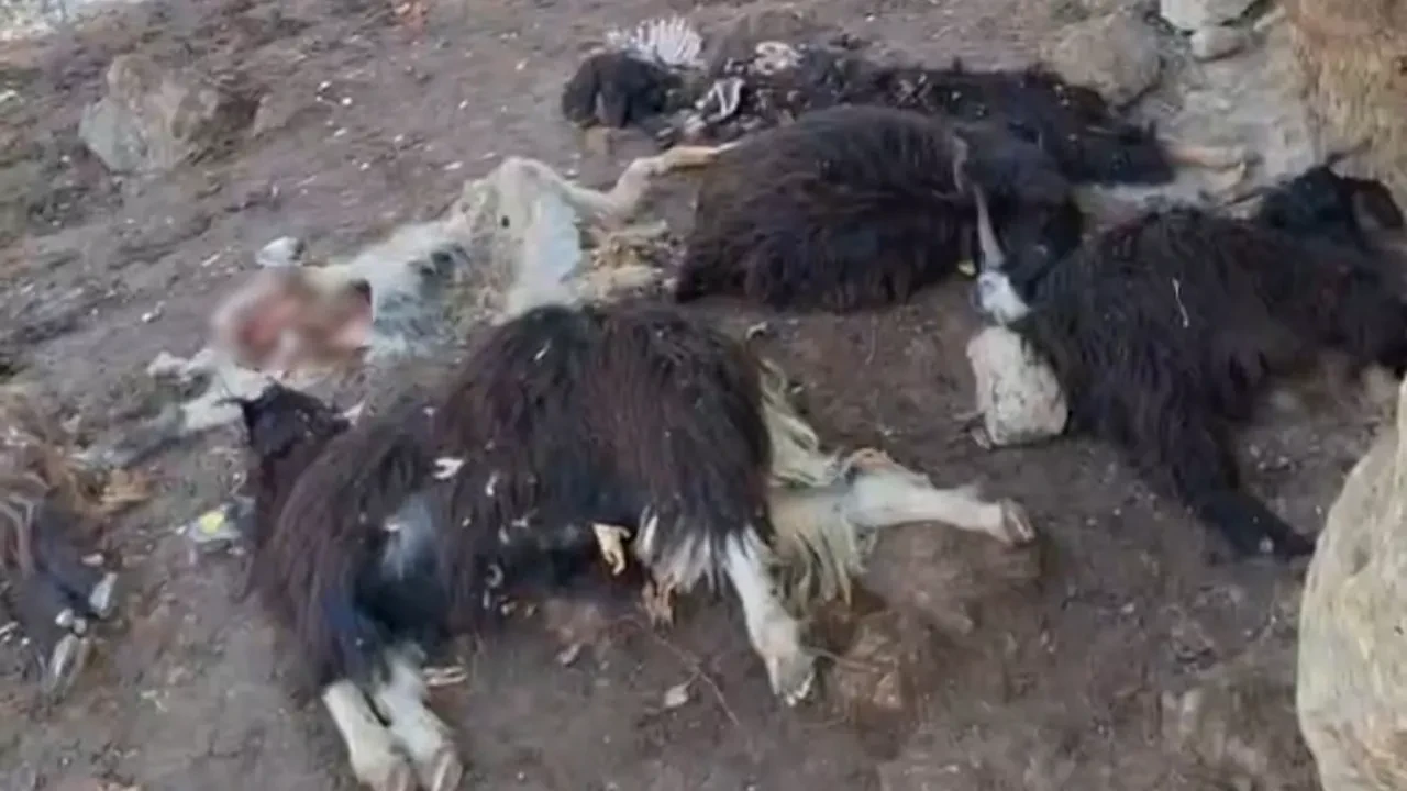 Kurtlar köye indi! Önüne geleni parçaladılar