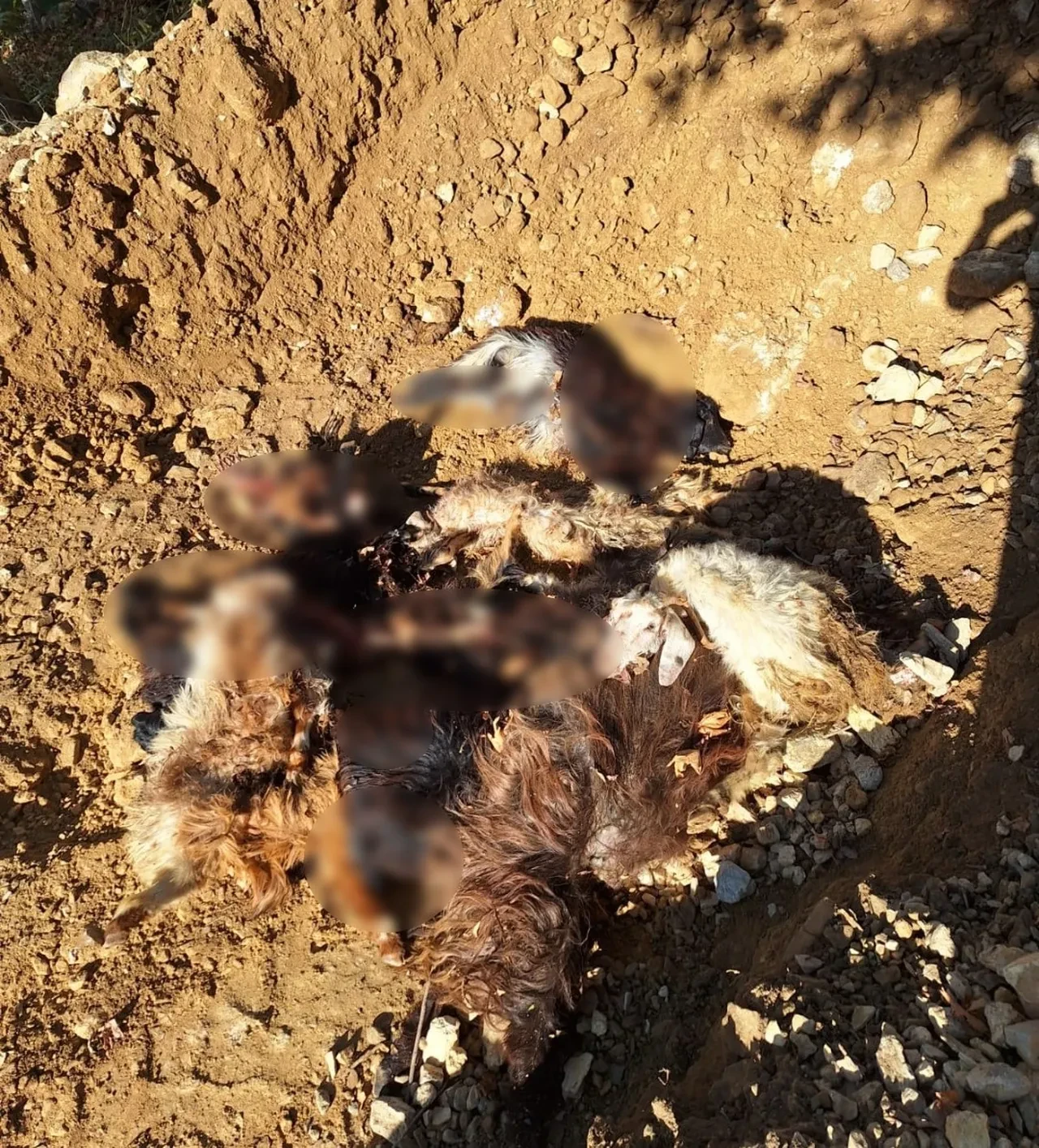 Kurtlar köye indi! Önüne geleni parçaladılar