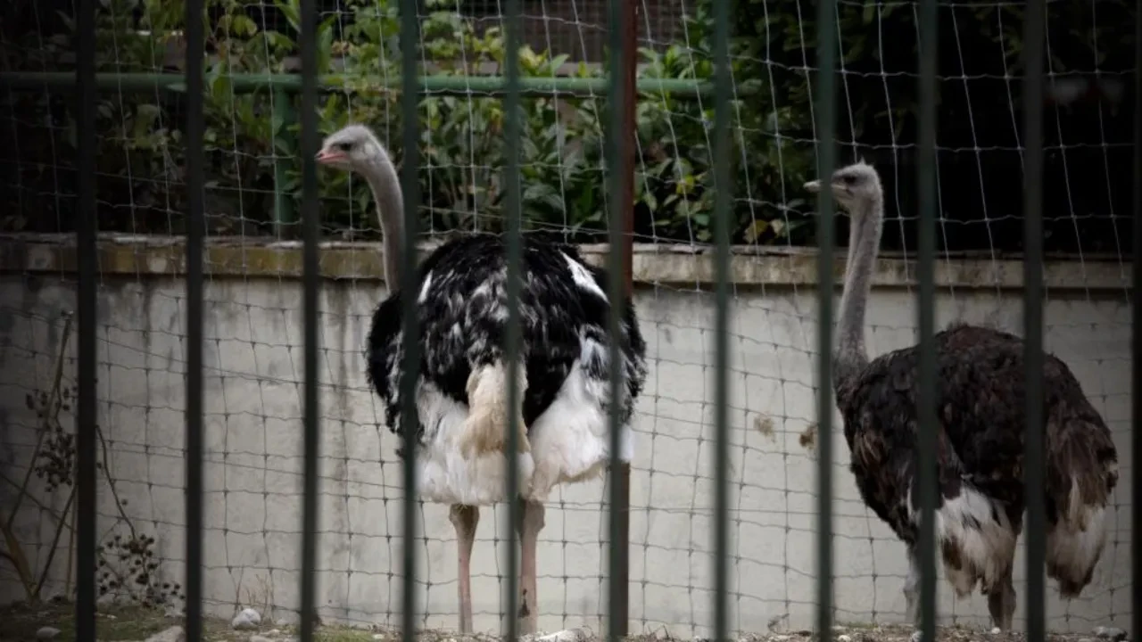 Kuş gribi artık küresel sorun: Almanya'nın ardından İspanya'da da karantina kararı alındı