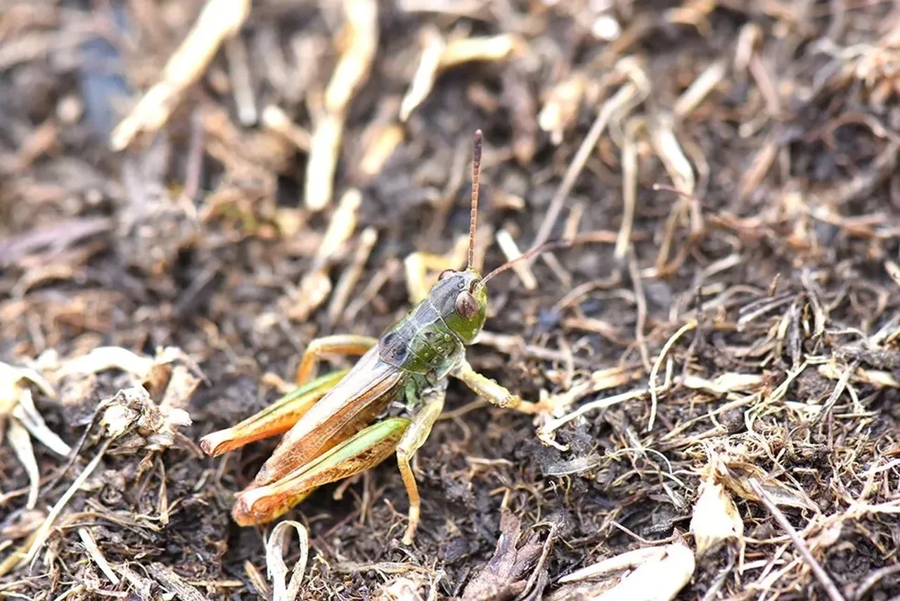 Türkiye'de ortaya çıktı! Bilim insanlarından yeni keşif: Tüm dünyaya tanıtıldı