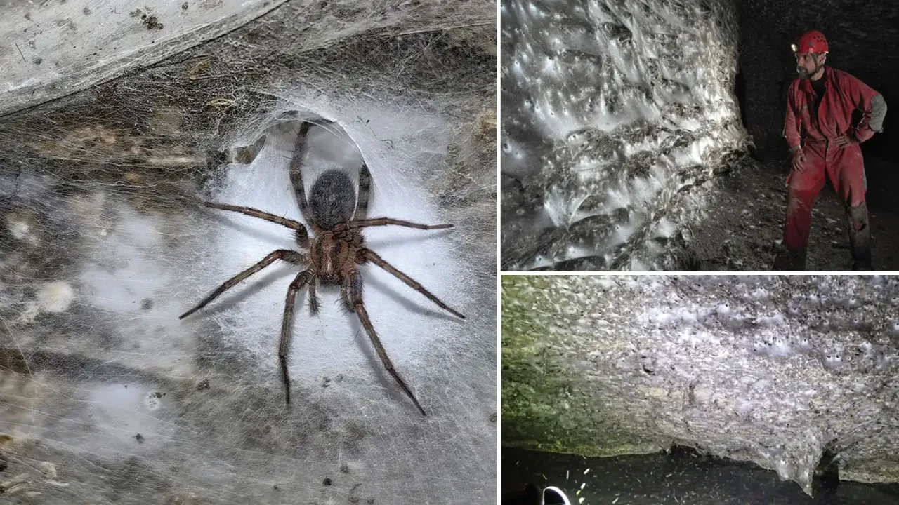 Üzerinde 111 bin canlı yaşıyor! Dünyanın en büyük örümcek ağı bulundu