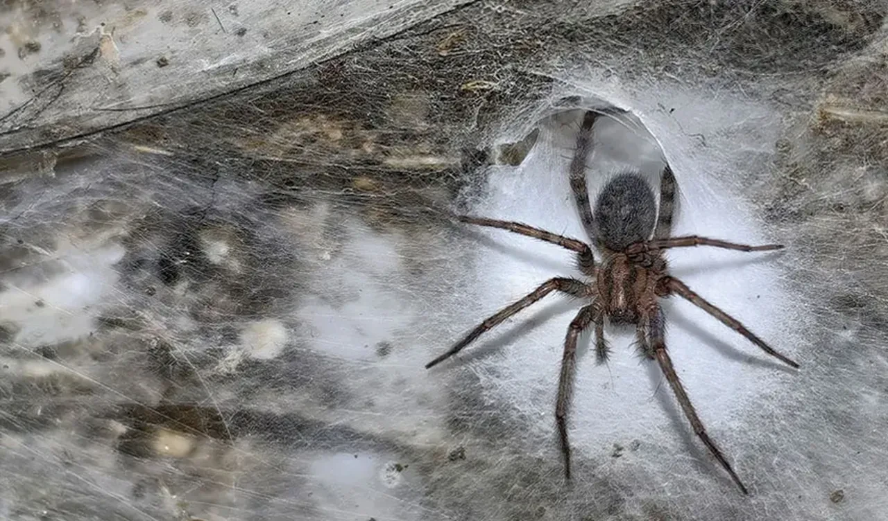 Üzerinde 111 bin canlı yaşıyor! Dünyanın en büyük örümcek ağı bulundu