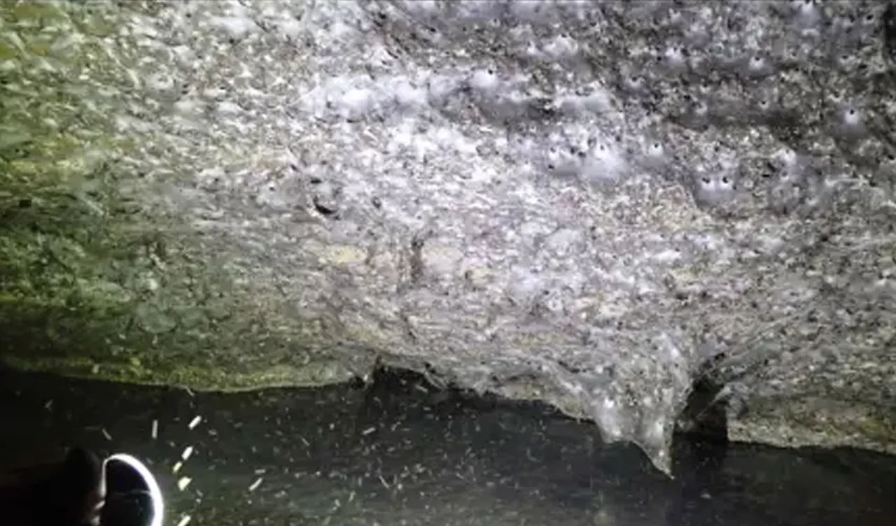 Üzerinde 111 bin canlı yaşıyor! Dünyanın en büyük örümcek ağı bulundu