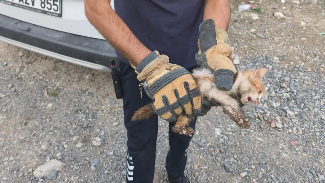 Yaramaz kedi girdiği yerde mahsur kaldı! Yardımına itfaiye ekipleri yetişti