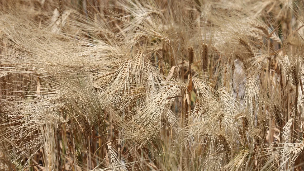 Arpa ve mısır ithalatında tarife kontenjanları değişti