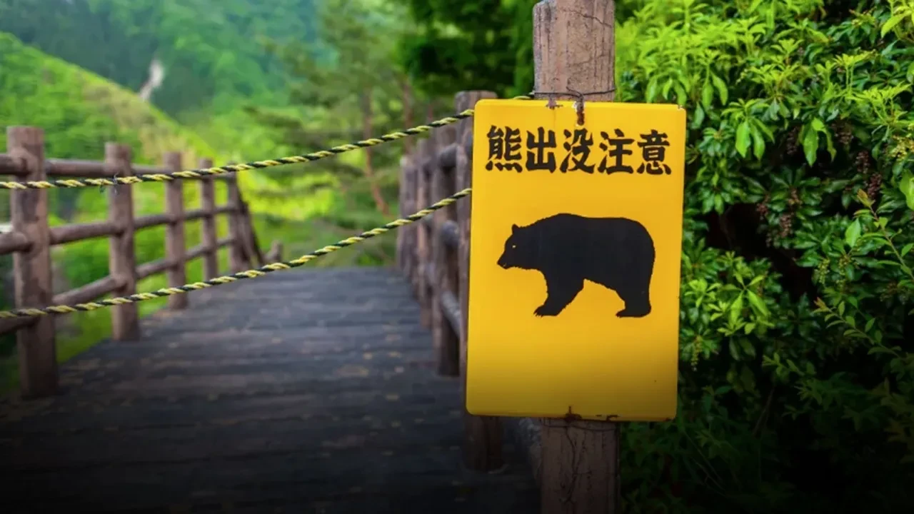 Japonya'da 'ayı operasyonu' başlıyor! Çevik kuvvete tüfek izni çıktı