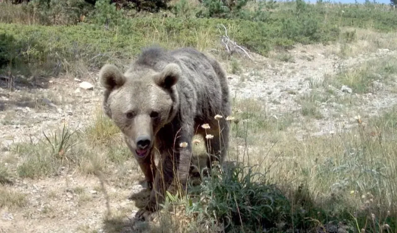 Japonya'da 'ayı operasyonu' başlıyor! Çevik kuvvete tüfek izni çıktı