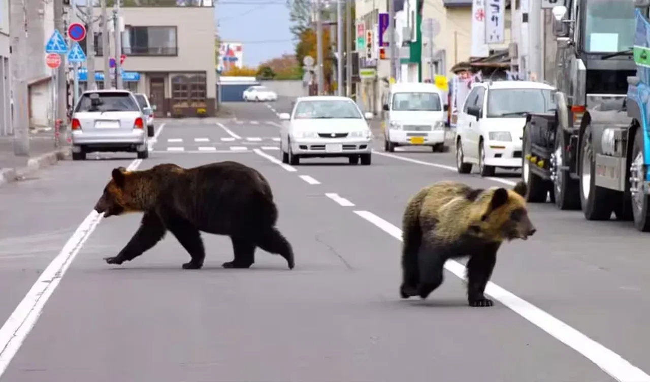 Japonya'da 'ayı operasyonu' başlıyor! Çevik kuvvete tüfek izni çıktı