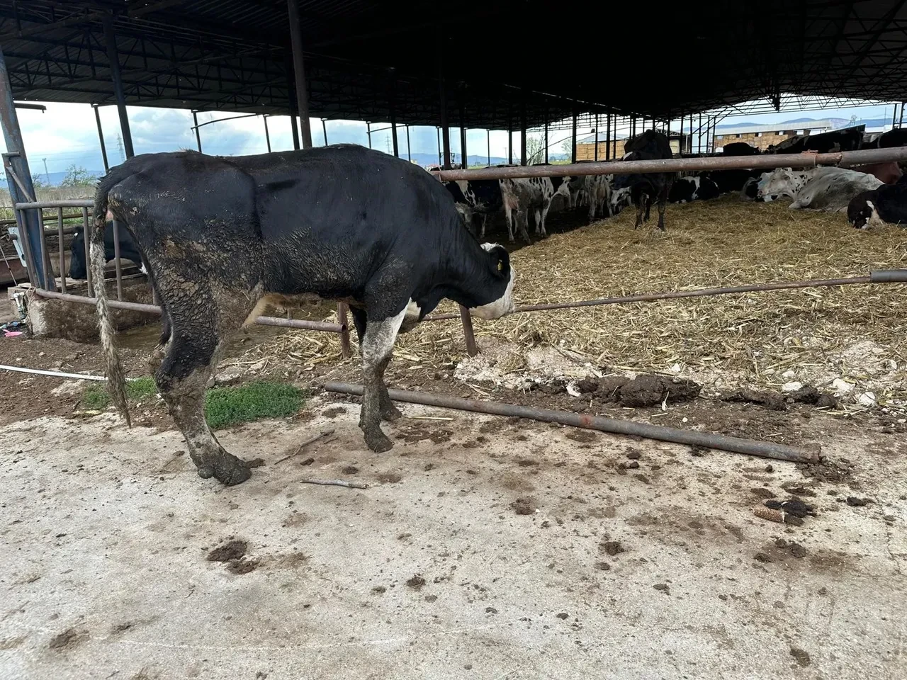 Şap hastalığı yeniden vurdu: Uzmanlar yeni varyanta karşı uyardı