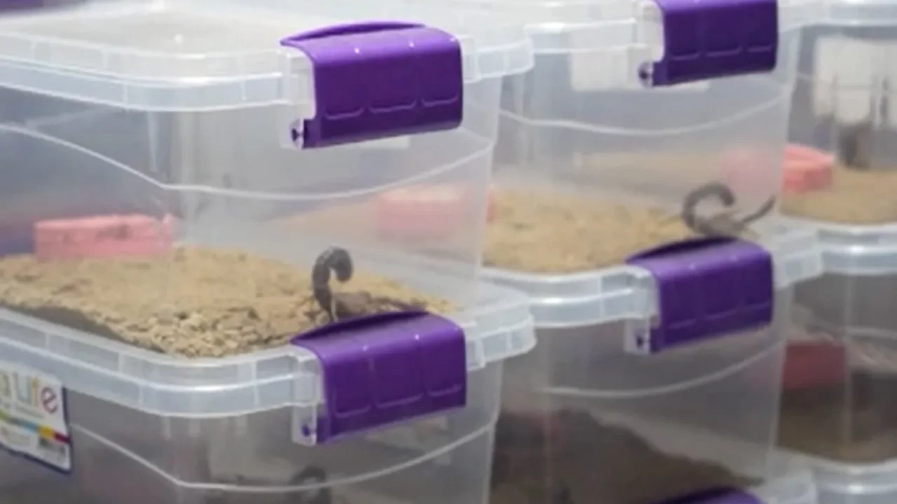 Türkiye'de yasak ama özel izinle yapıyor! ABD ve Rusya'ya bile ihraç ediliyor