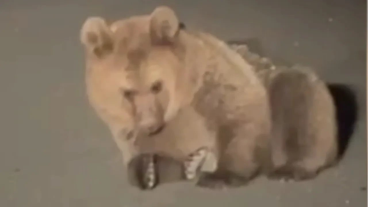 Yol kenarında bitkin halde bulunmuştu! Bozayının tedavisi sürüyor