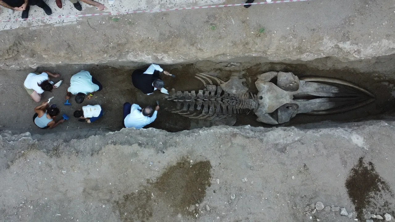 16 metrelik Fin balinasının kemikleri tek tek birleştiriliyor! Müze bahçesinde sergilenecek