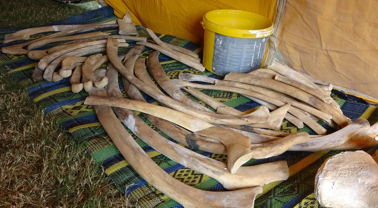 16 metrelik Fin balinasının kemikleri tek tek birleştiriliyor! Müze bahçesinde sergilenecek