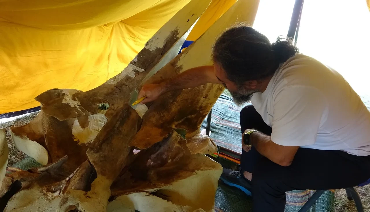 16 metrelik Fin balinasının kemikleri tek tek birleştiriliyor! Müze bahçesinde sergilenecek