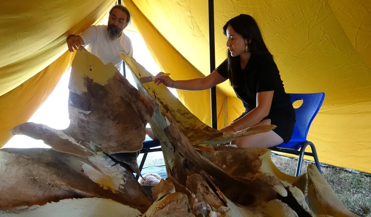 16 metrelik Fin balinasının kemikleri tek tek birleştiriliyor! Müze bahçesinde sergilenecek