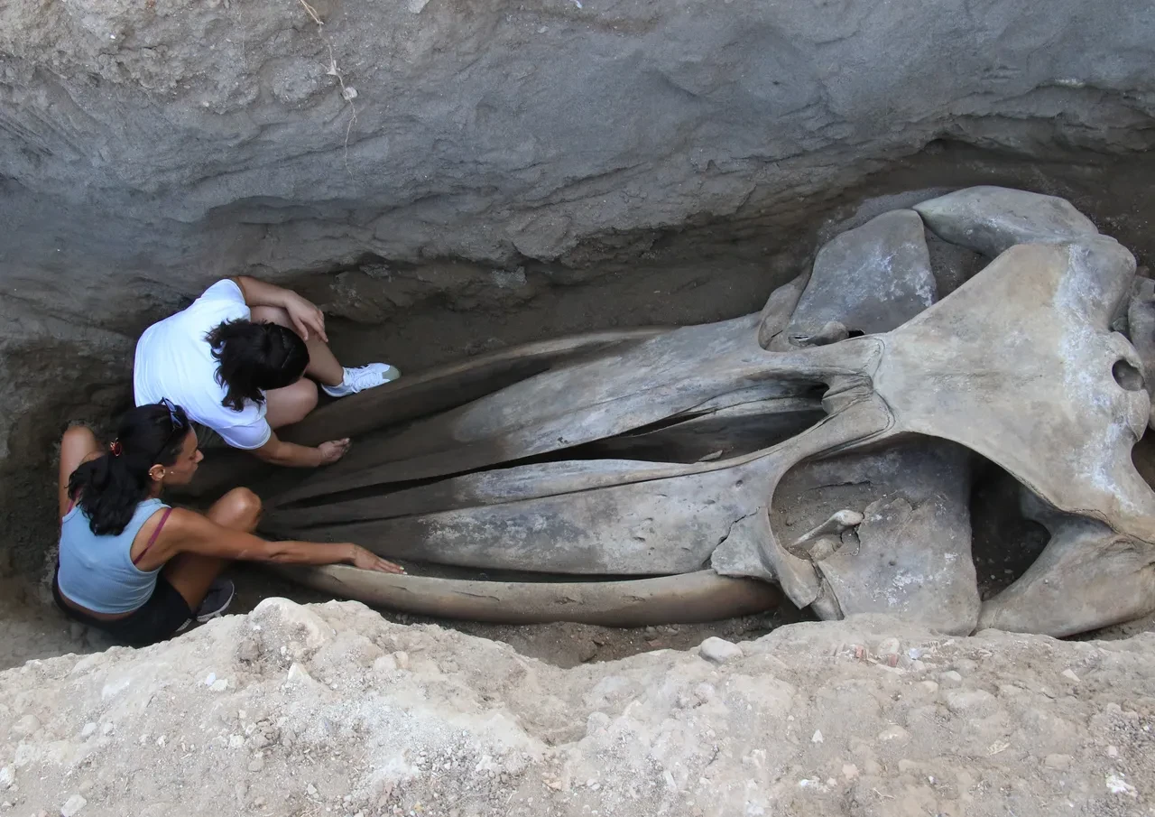 16 metrelik Fin balinasının kemikleri tek tek birleştiriliyor! Müze bahçesinde sergilenecek