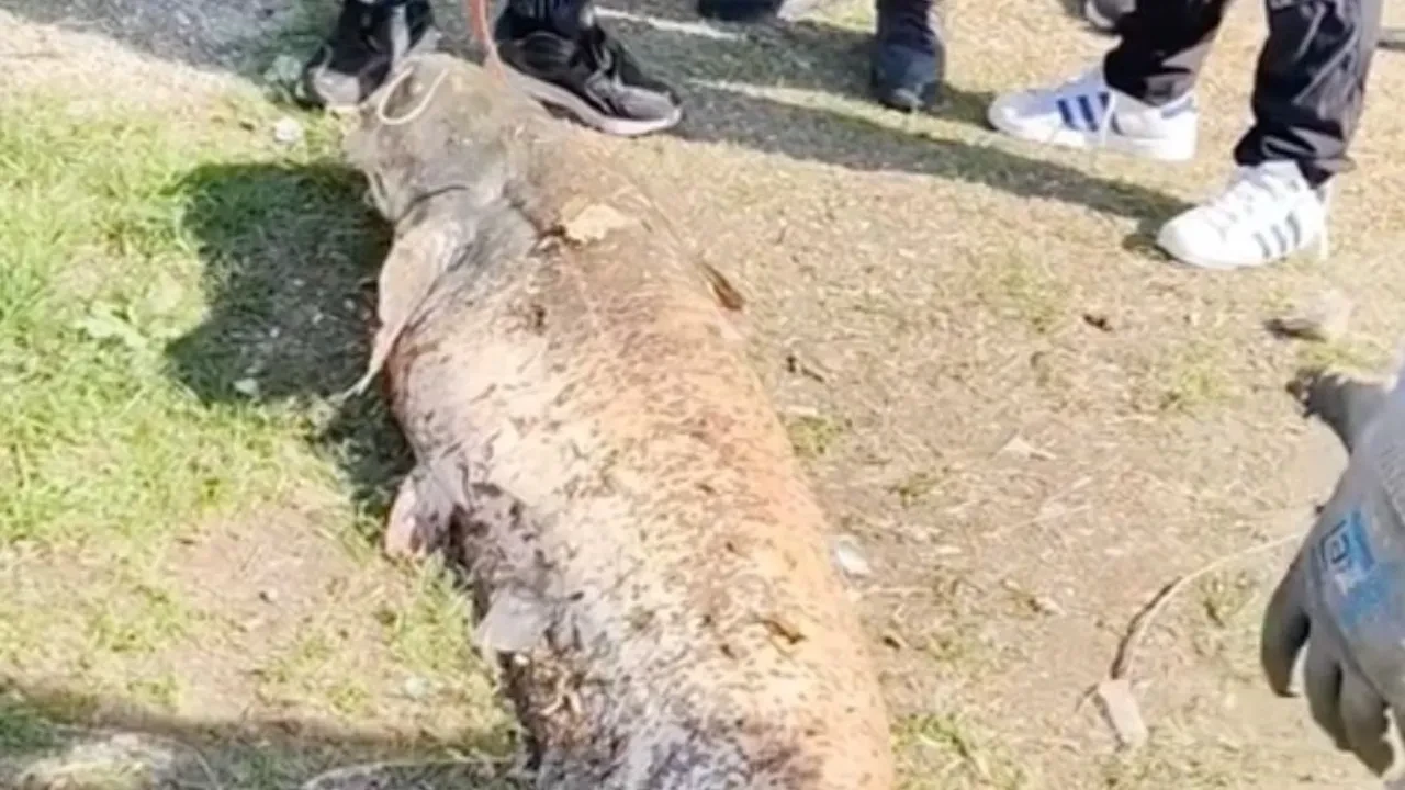 Amatör balıkçı hayatının şansını yakaladı! Görenler inanamadı, oltaya takılan balık tam 50 kilo