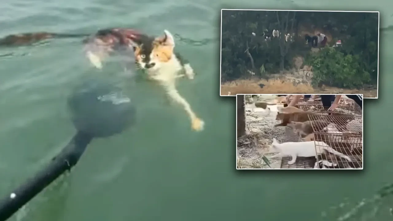Bu ritüel değil işkence! Bin kediyi kafese koyup suya bıraktılar, katliam yaptılar