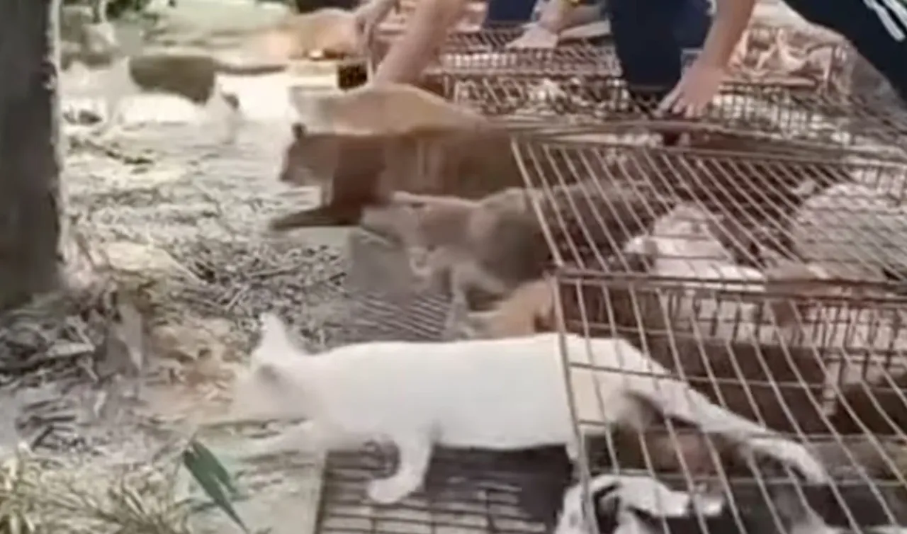Bu ritüel değil işkence! Bin kediyi kafese koyup suya bıraktılar, katliam yaptılar