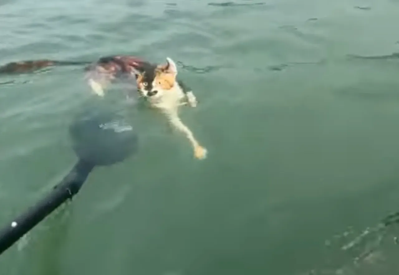 Bu ritüel değil işkence! Bin kediyi kafese koyup suya bıraktılar, katliam yaptılar