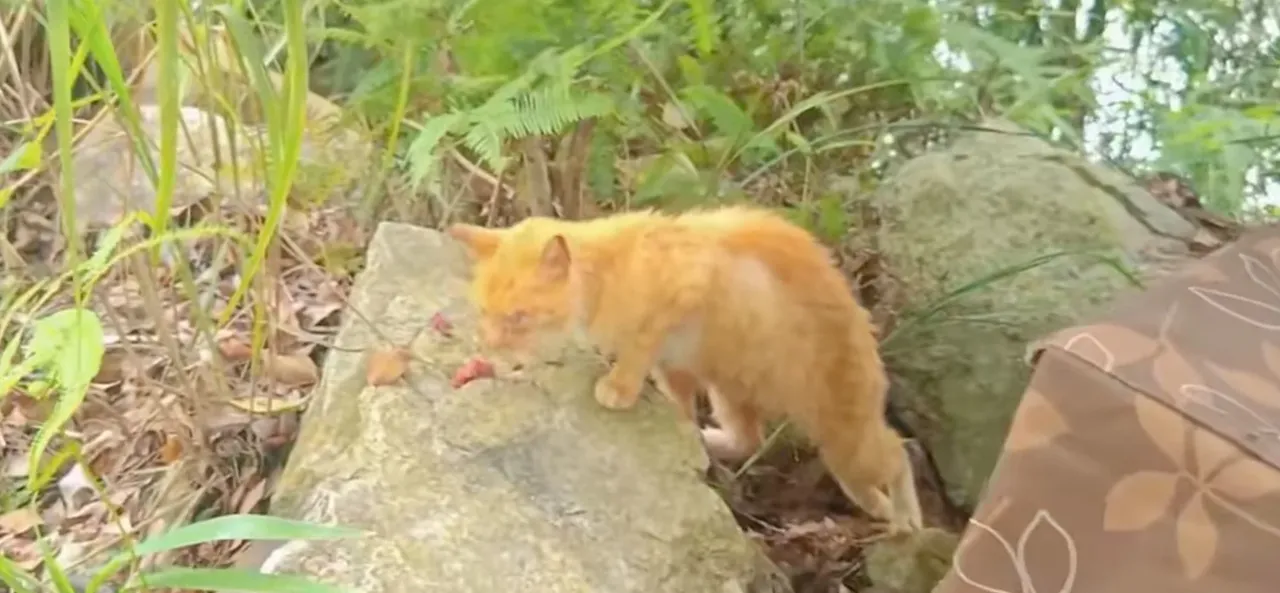 Bu ritüel değil işkence! Bin kediyi kafese koyup suya bıraktılar, katliam yaptılar
