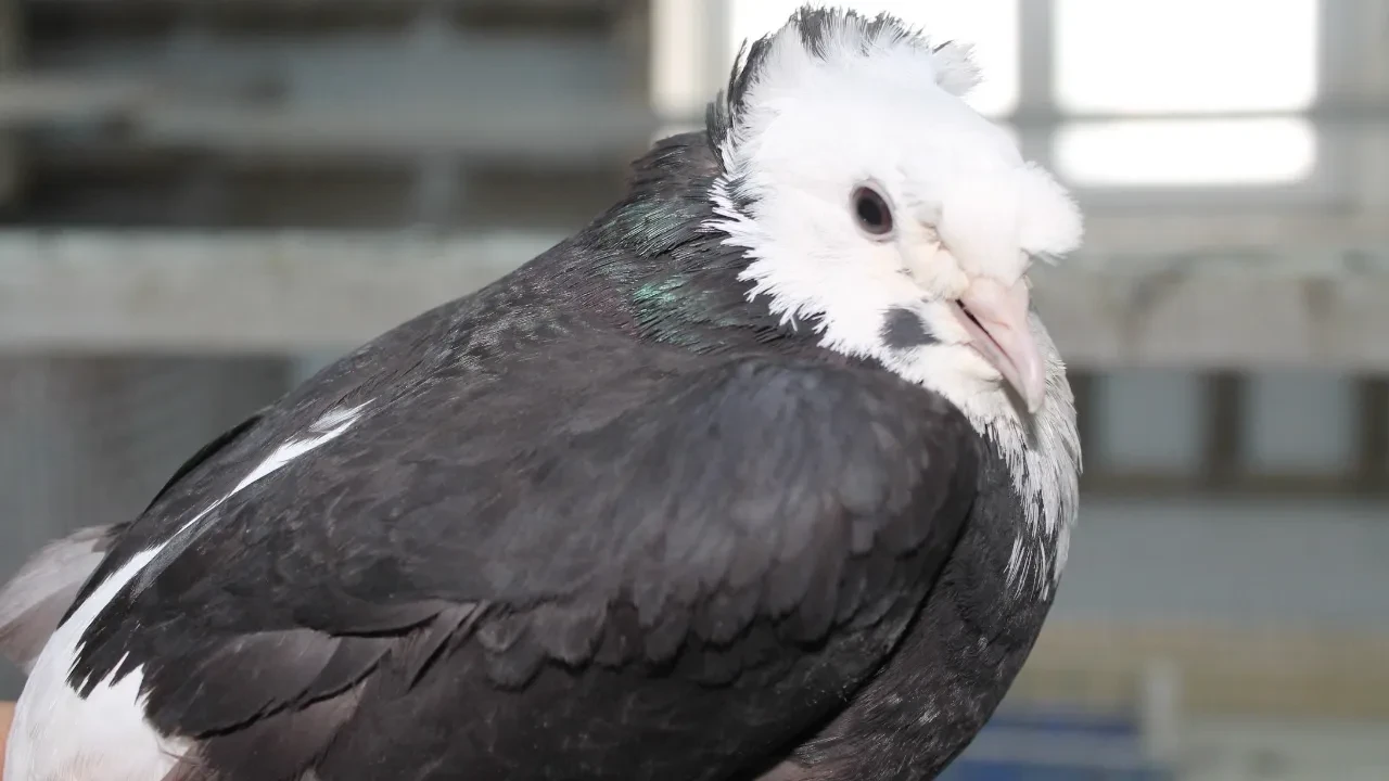 Dünya onu Türk fısıldayıcısı olarak tanıyor! Bayburt güvercini sesiyle büyülüyor