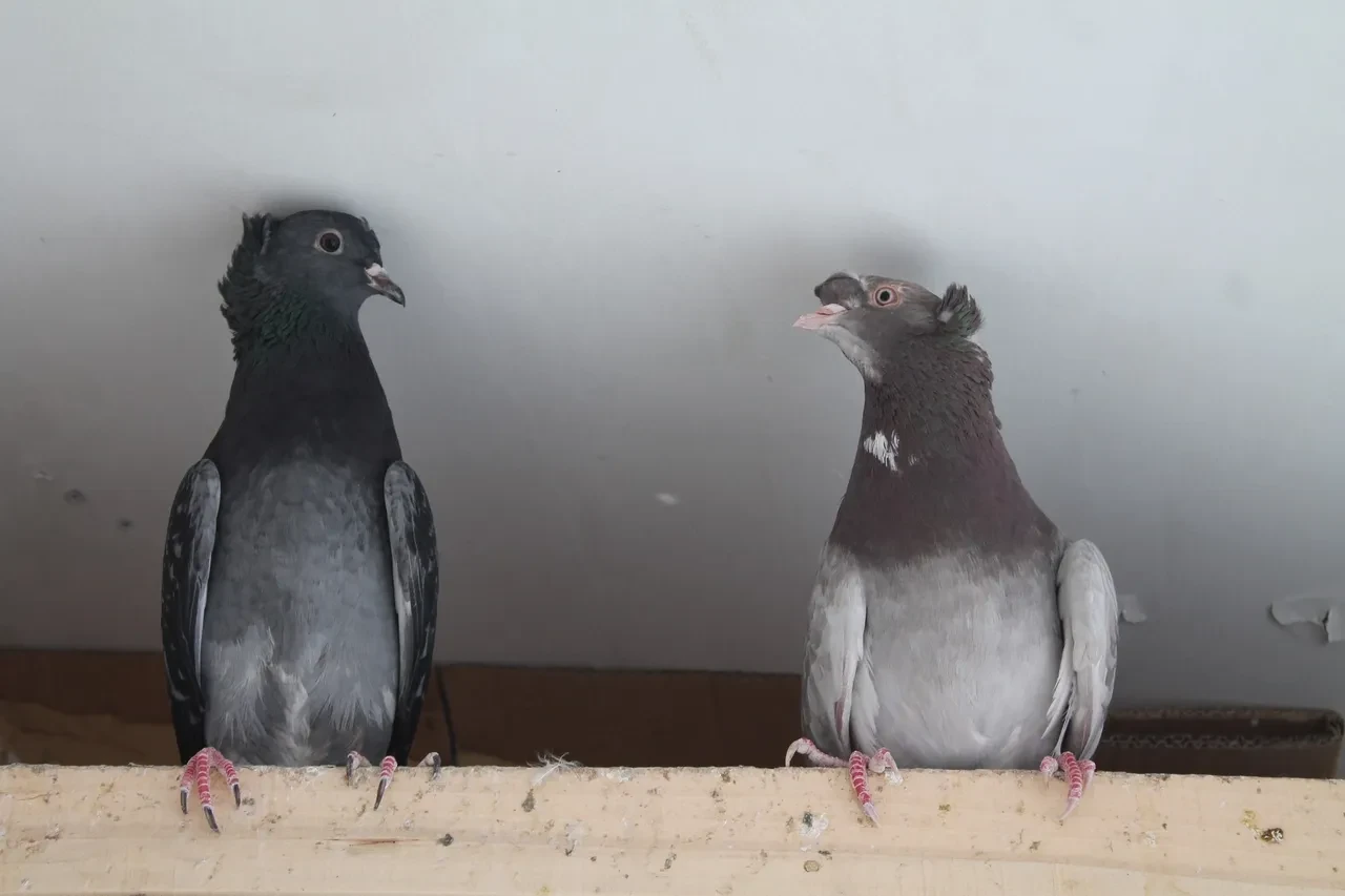 Dünya onu Türk fısıldayıcısı olarak tanıyor! Bayburt güvercini sesiyle büyülüyor
