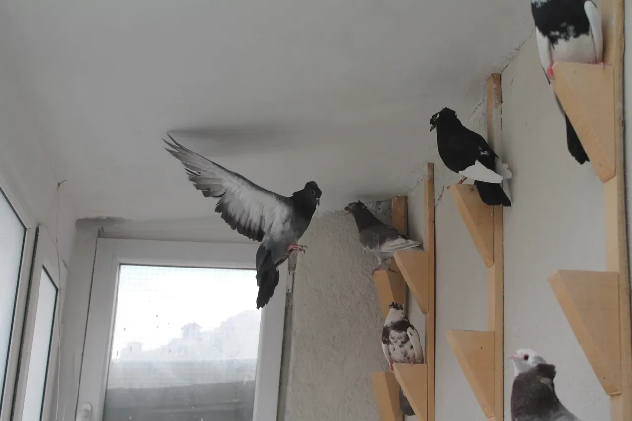 Dünya onu Türk fısıldayıcısı olarak tanıyor! Bayburt güvercini sesiyle büyülüyor