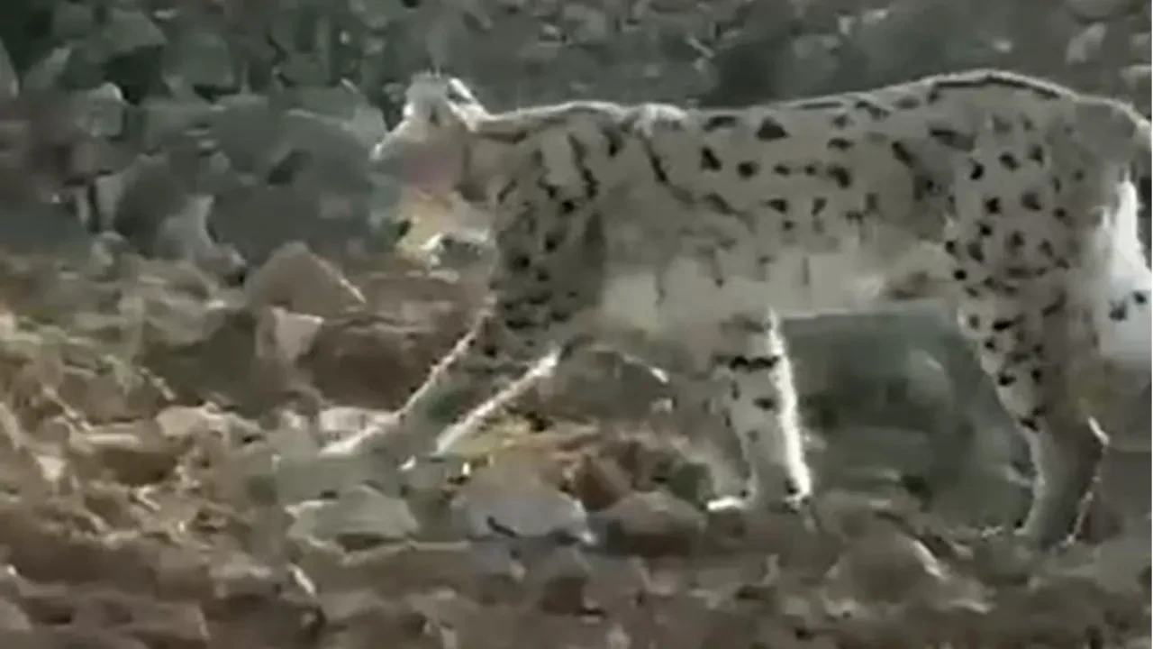 Hakkari'de türünün en büyüklerinden vaşak görüntülendi