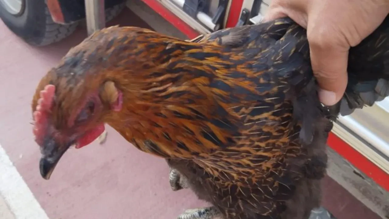 Harşit Çayı'na düşen tavuğu itfaiye ekipleri kurtardı