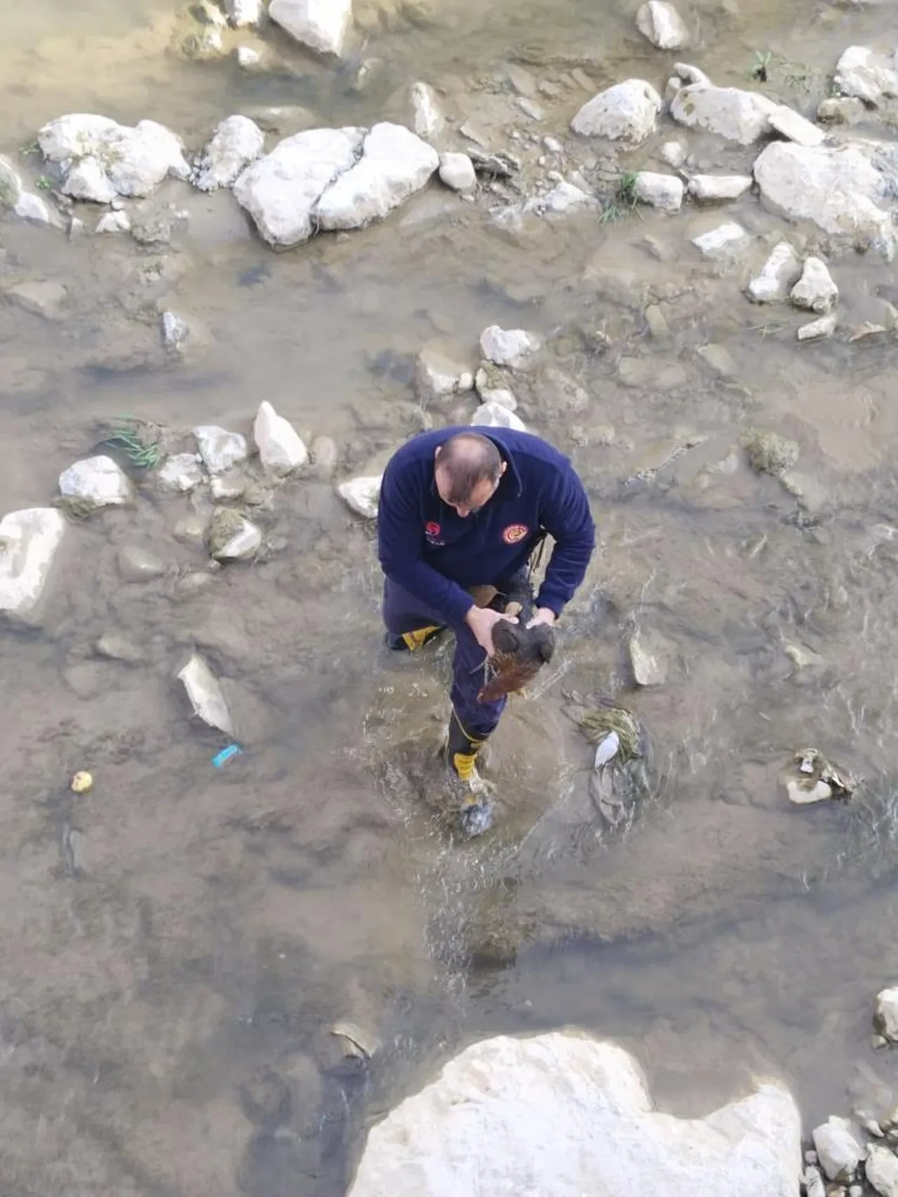 Harşit Çayı'na düşen tavuğu itfaiye ekipleri kurtardı