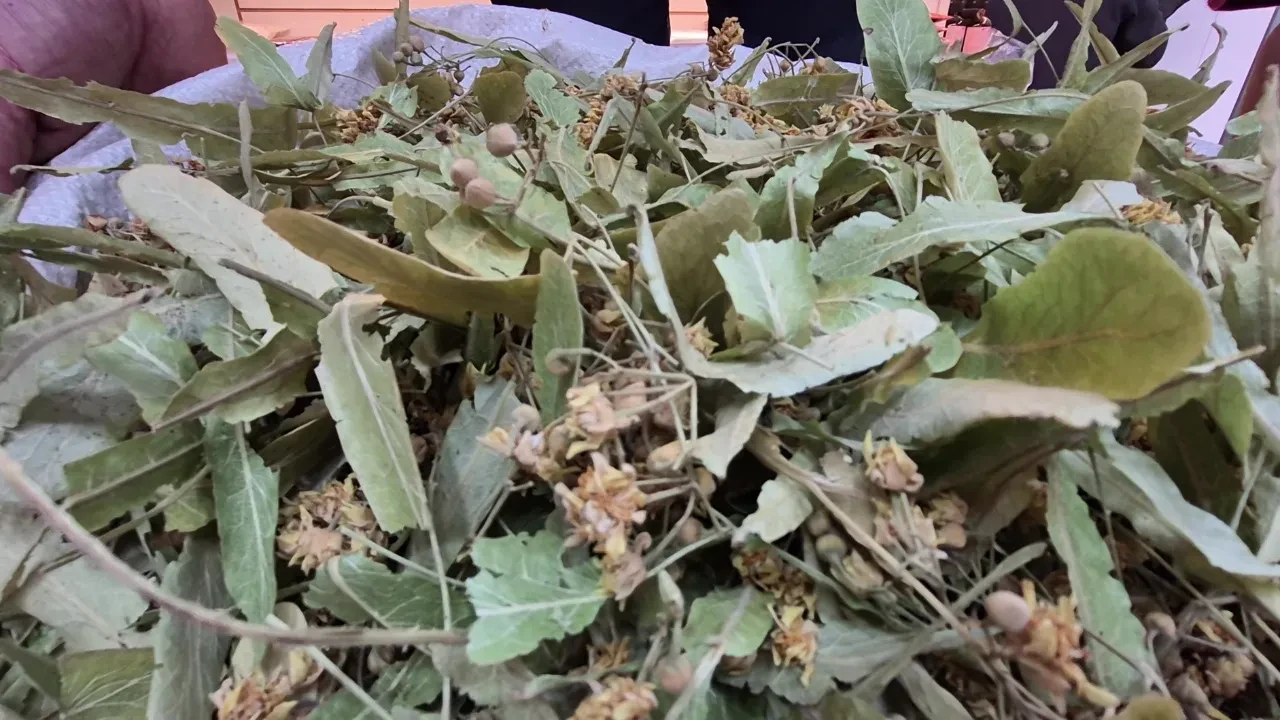 Kilosu altınla yarışıyordu! Bu sene fiyatlar yarı yarıya düştü