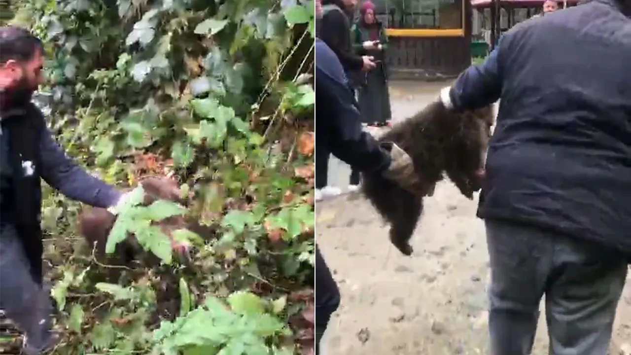 Ağaçtan inemeyen minik ayının imdadına itfaiye ekipleri yetişti