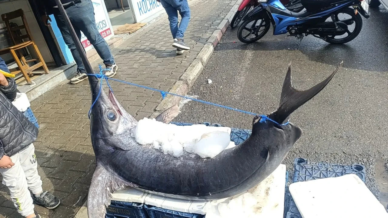 'Akdeniz sularının en büyük balığı' esnaf tezgahında! Tam 138 kilo geldi