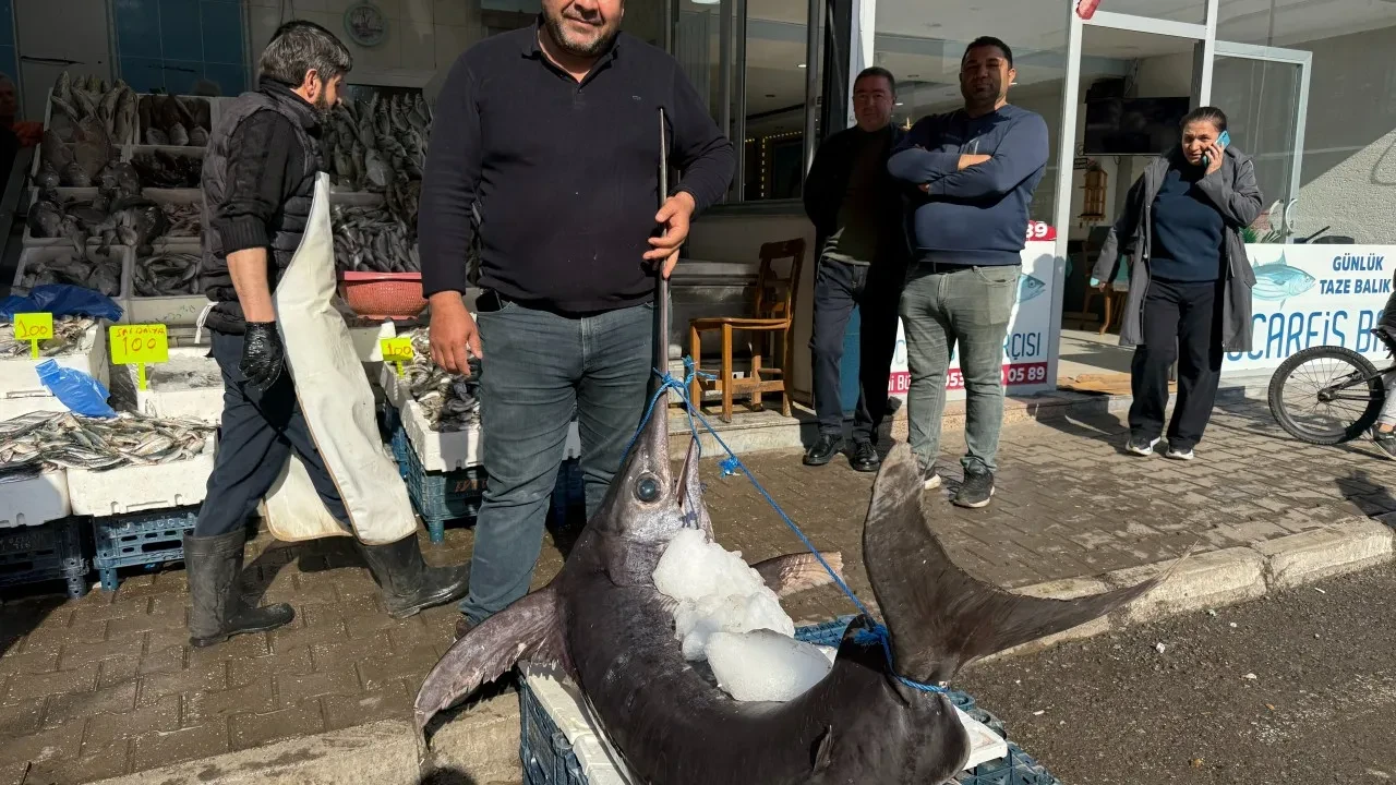 'Akdeniz sularının en büyük balığı' esnaf tezgahında! Tam 138 kilo geldi