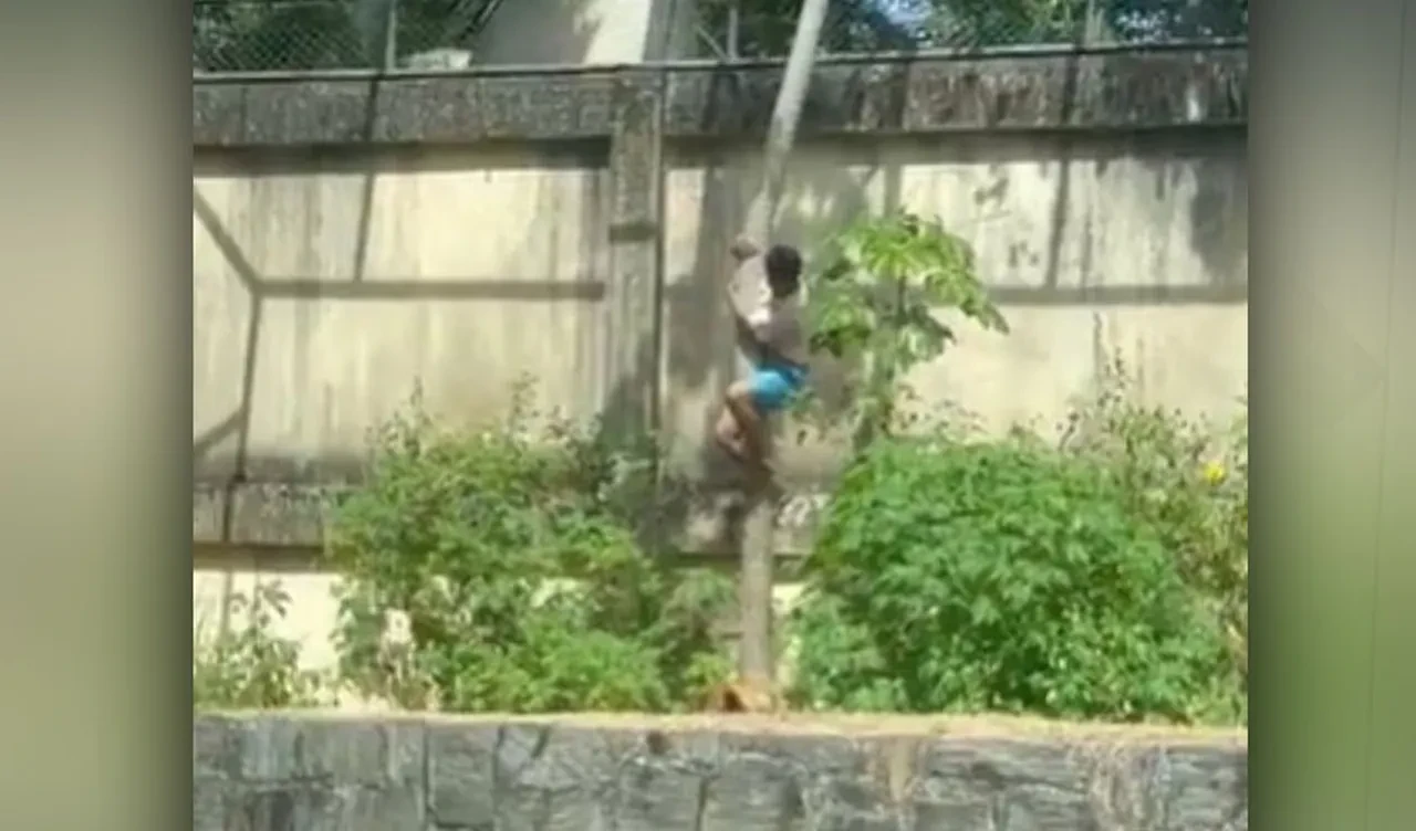 Aslanlara takıntısı sonunu getirdi: 6 metrelik duvarı aştı, vahşi hayvana yem oldu