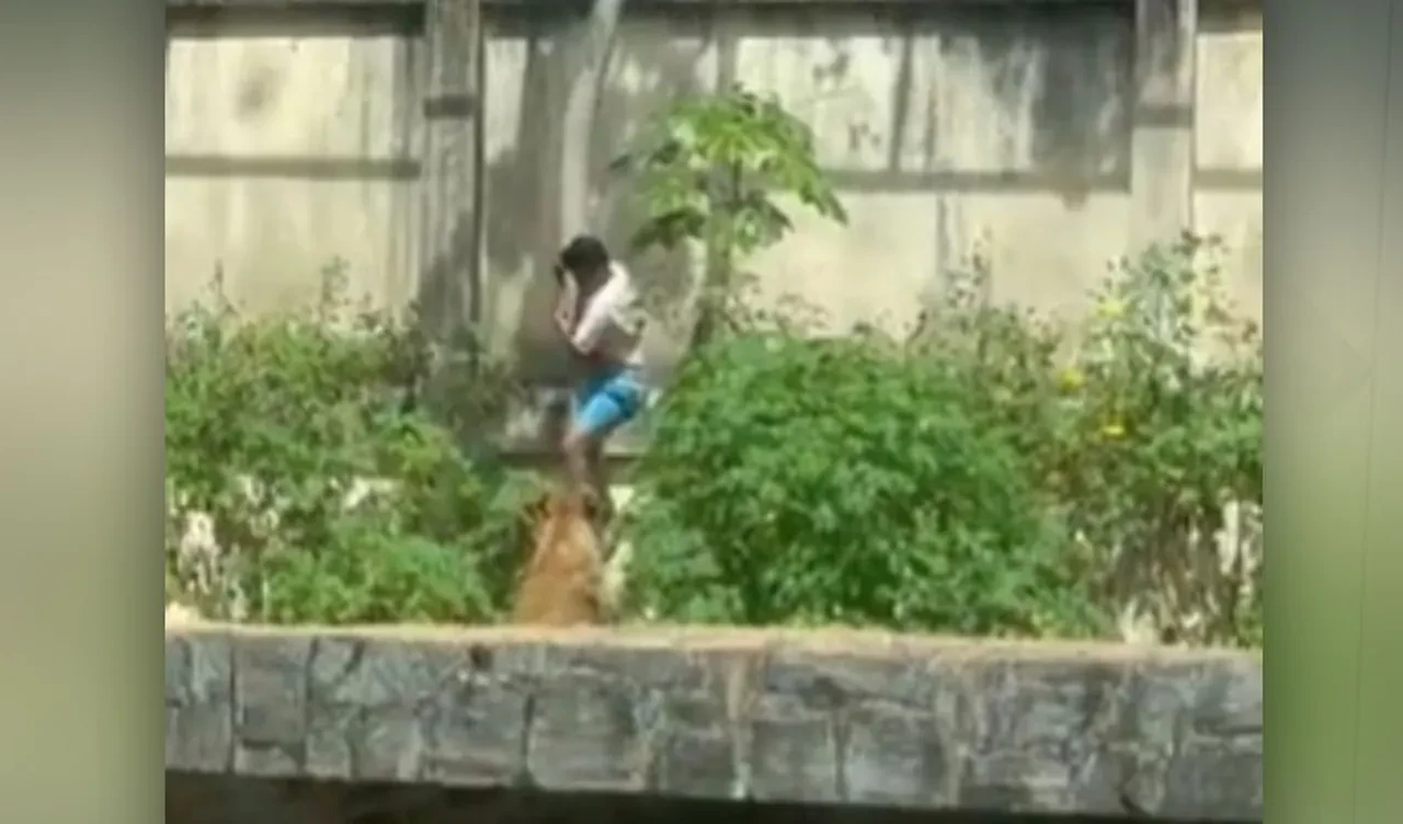 Aslanlara takıntısı sonunu getirdi: 6 metrelik duvarı aştı, vahşi hayvana yem oldu