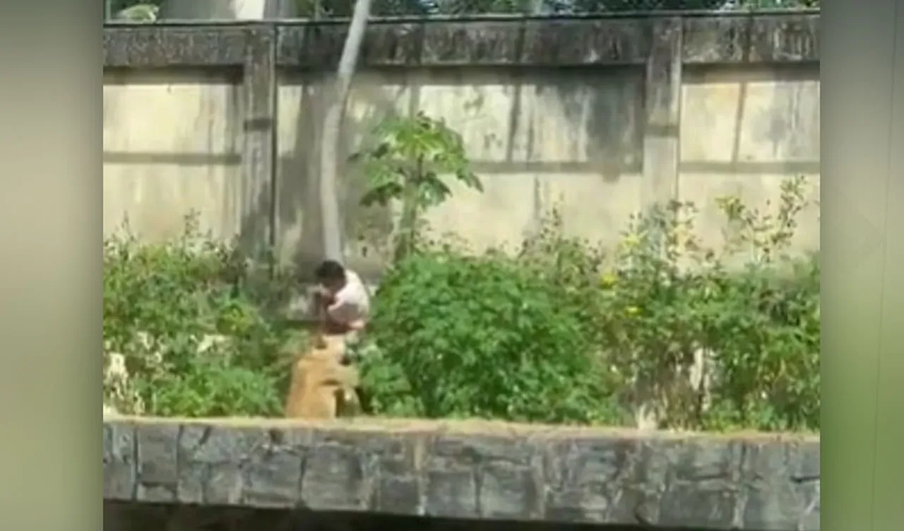 Aslanlara takıntısı sonunu getirdi: 6 metrelik duvarı aştı, vahşi hayvana yem oldu