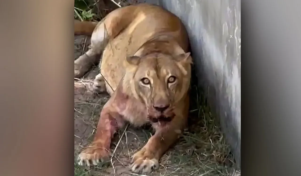 Aslanlara takıntısı sonunu getirdi: 6 metrelik duvarı aştı, vahşi hayvana yem oldu