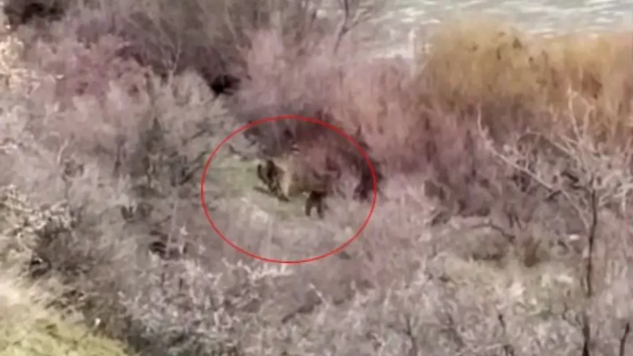 Ayı ve yavrusu yürüyüşe çıktı! Eğlenceli anlar kamerada