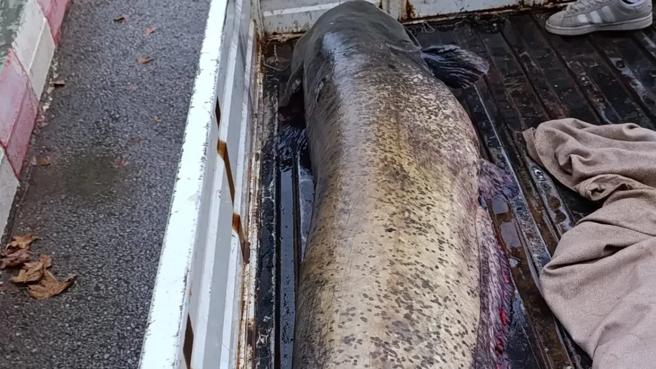 Balıkçı tarafından yakalandı, tam 65 kilo! Devasa hayvan kamerada