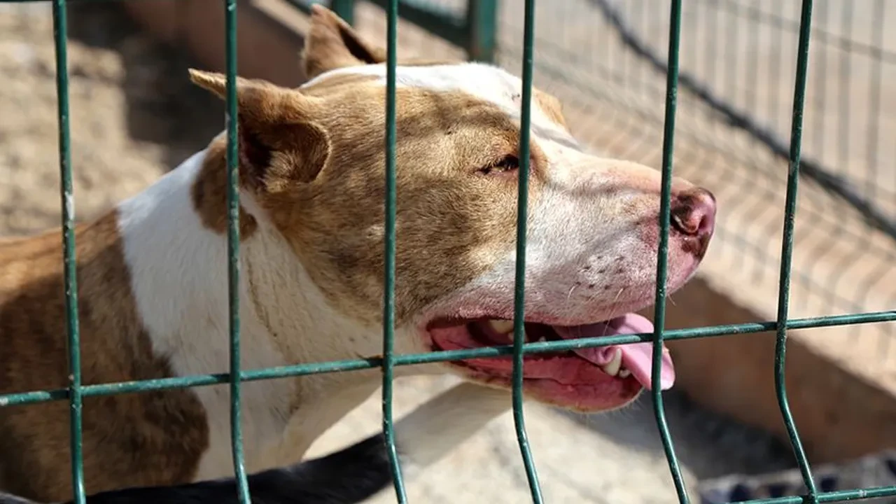 Çocuklarına pitbull saldıran babanın sözleri yürek burktu: "Oğlumun yüzüne bakamıyorum"